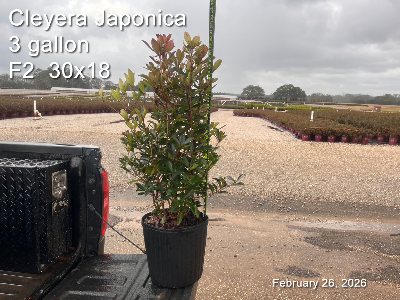 gallery/cley3 f2 feb26.jpg